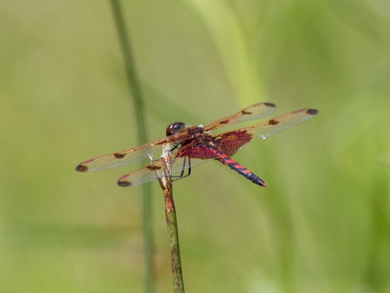 Photo of Calico Pennant