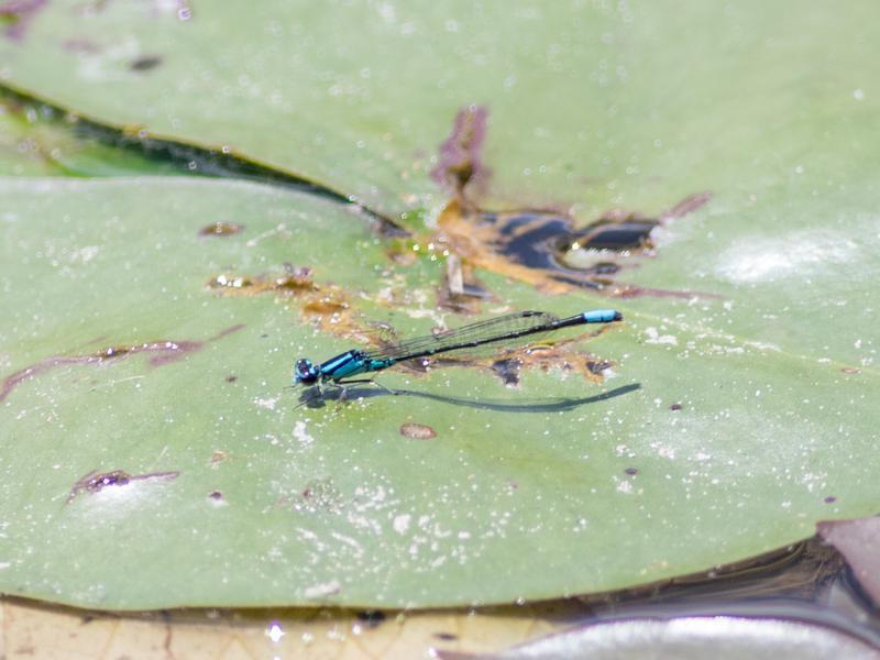 Photo of Skimming Bluet