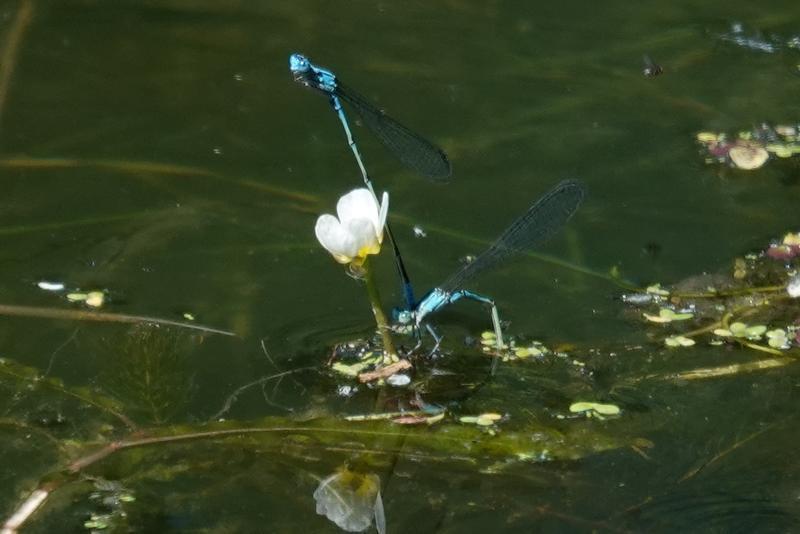 Photo of Slender Bluet