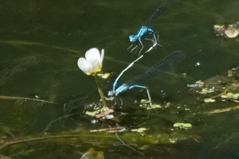Photo of Slender Bluet