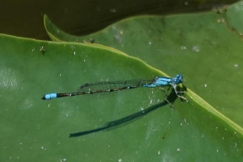 Photo of Slender Bluet