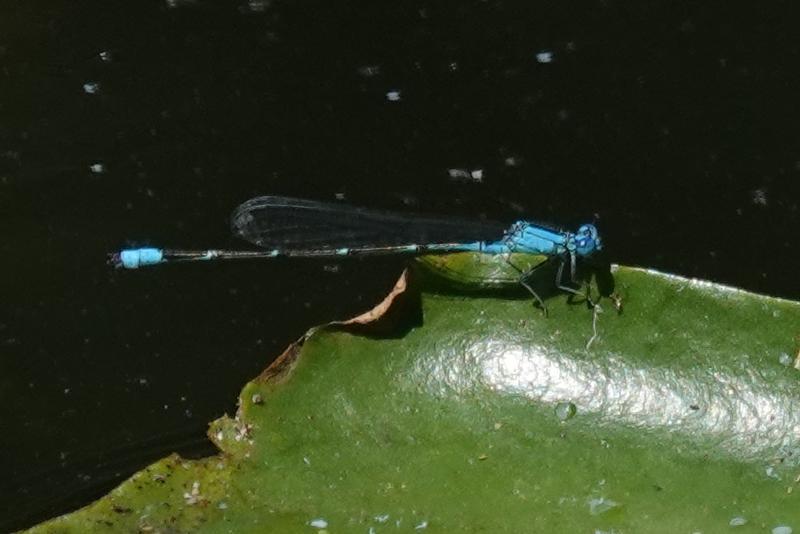 Photo of Slender Bluet