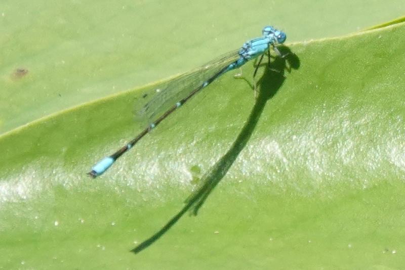 Photo of Slender Bluet