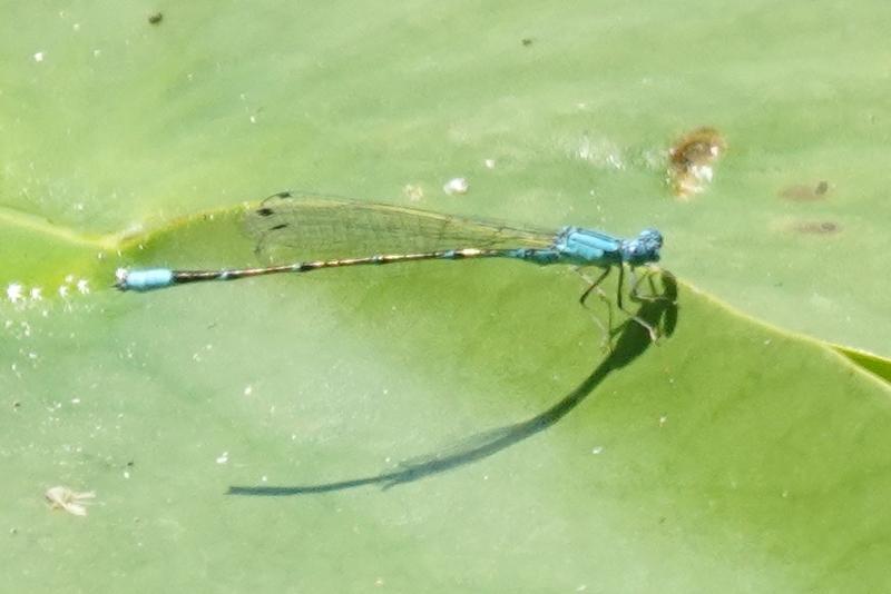 Photo of Slender Bluet