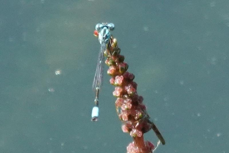 Photo of Slender Bluet