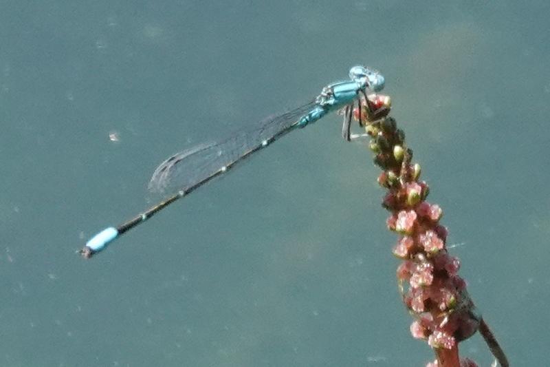 Photo of Slender Bluet