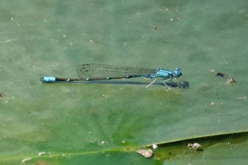 Photo of Slender Bluet