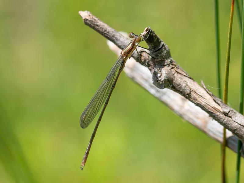 Photo of Amber-winged Spreadwing