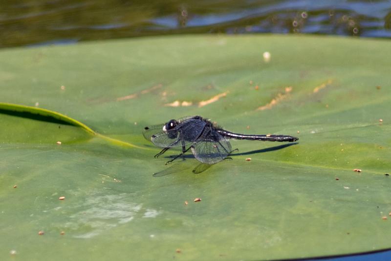 Photo of Dot-tailed Whiteface