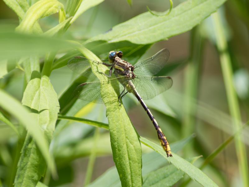 Photo of Lancet Clubtail