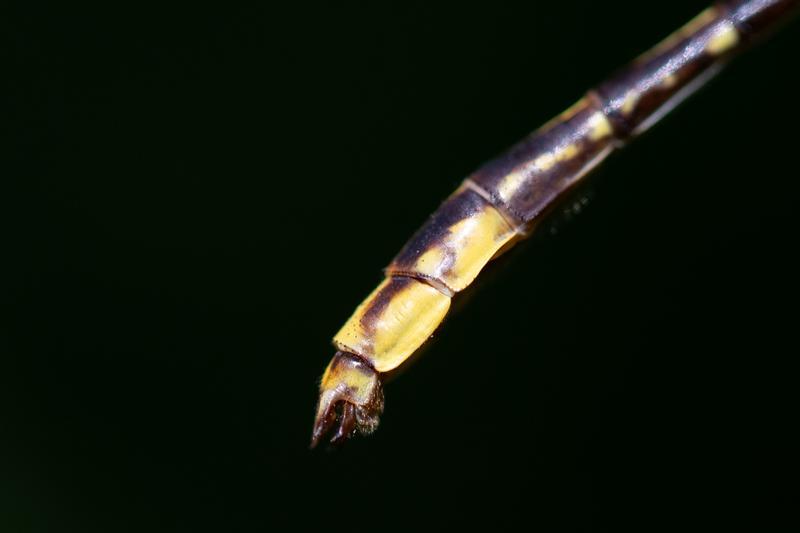 Photo of Lancet Clubtail