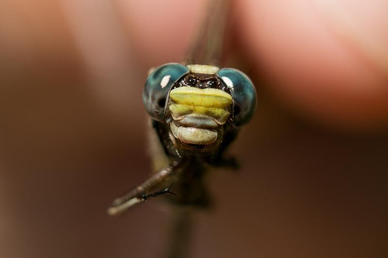 Photo of Lancet Clubtail