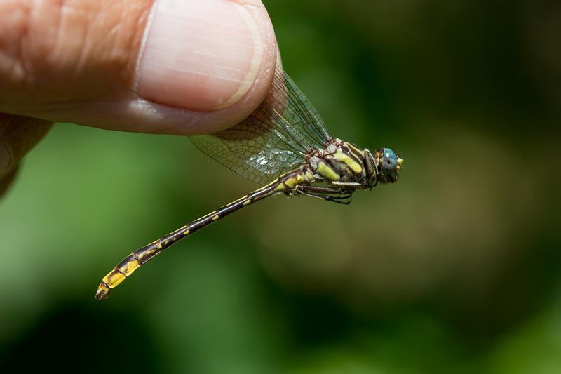 Photo of Lancet Clubtail