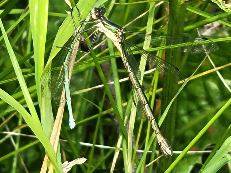Photo of Emerald Spreadwing