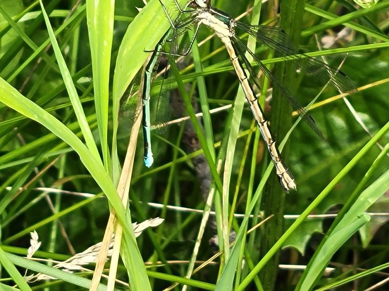 Photo of Emerald Spreadwing