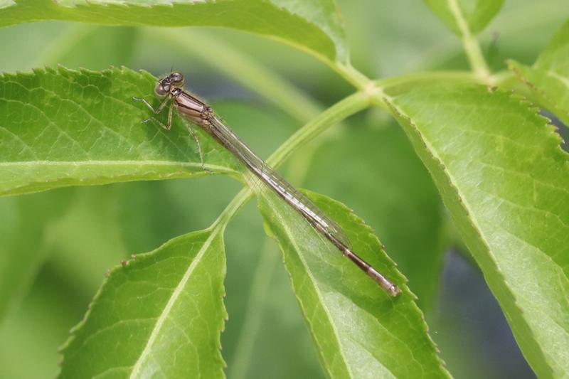 Photo of Orange Bluet