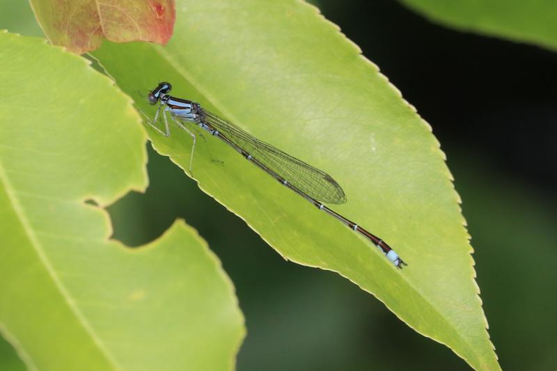 Photo of Orange Bluet