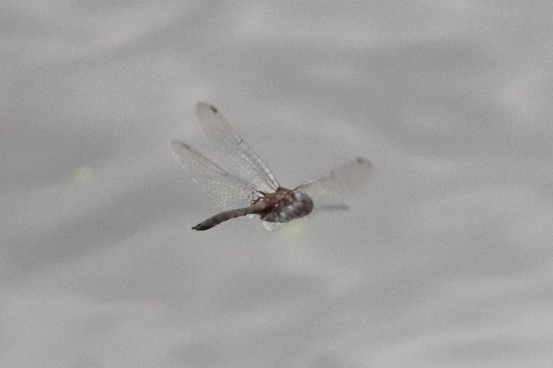 Photo of Common Baskettail