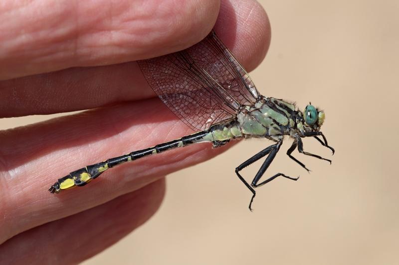 Photo of Midland Clubtail