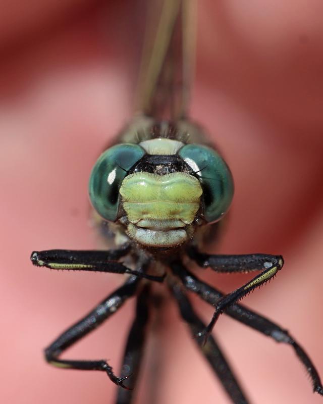 Photo of Midland Clubtail