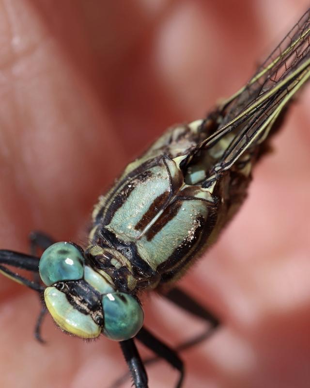 Photo of Midland Clubtail