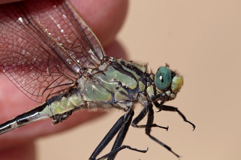 Photo of Midland Clubtail