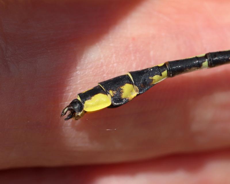 Photo of Midland Clubtail