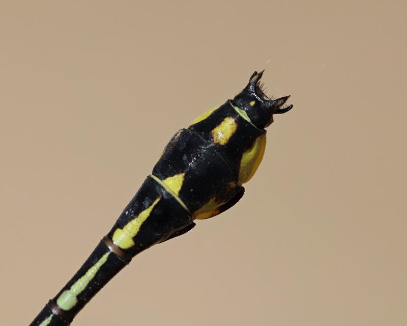 Photo of Midland Clubtail