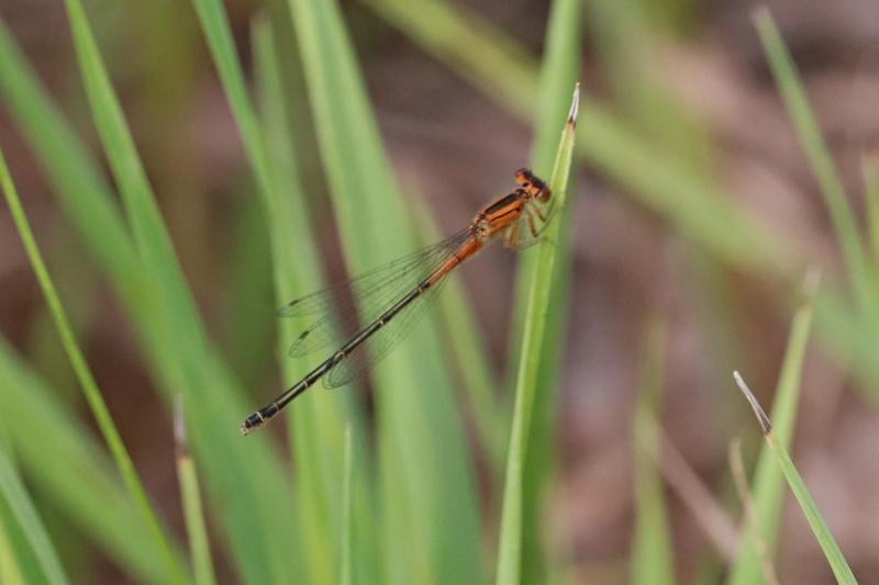 Photo of Eastern Forktail