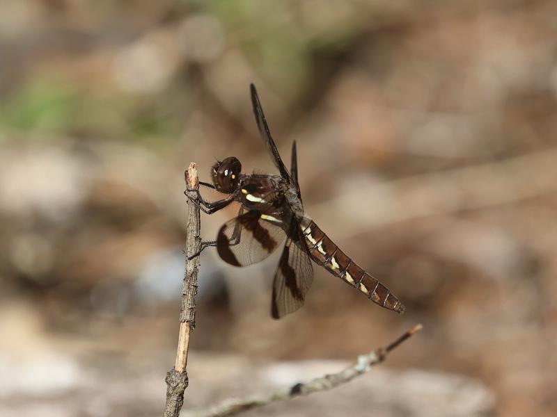 Photo of Common Whitetail