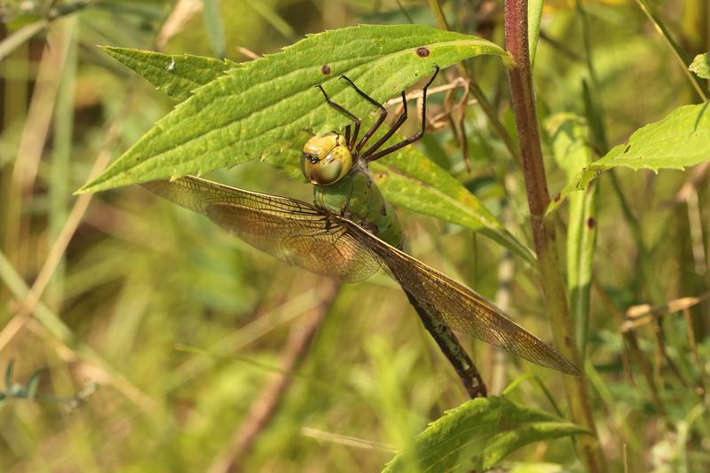 Photo of Common Green Darner