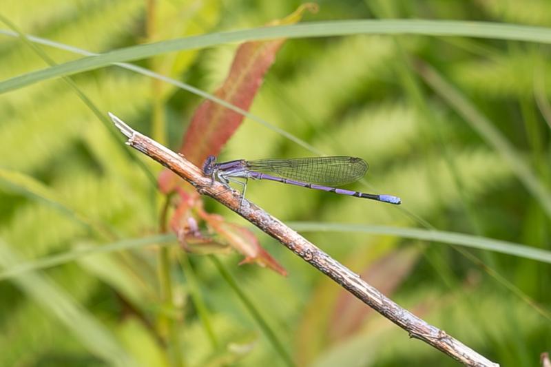 Photo of Variable Dancer (Violet Dancer ssp.)