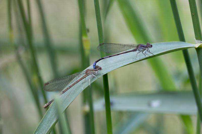 Photo of Variable Dancer (Violet Dancer ssp.)