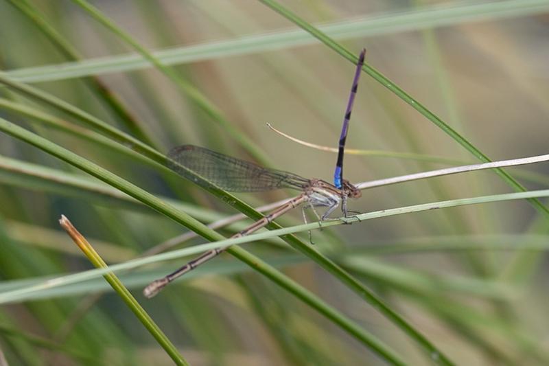 Photo of Variable Dancer (Violet Dancer ssp.)