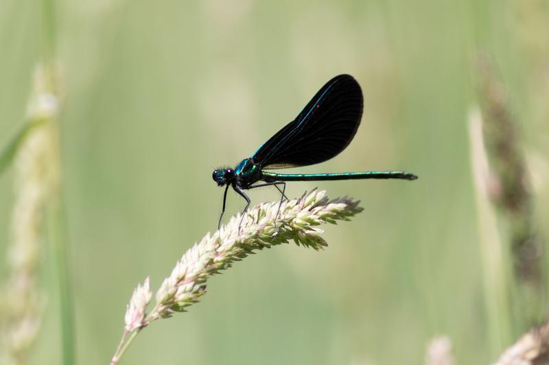 Photo of Ebony Jewelwing