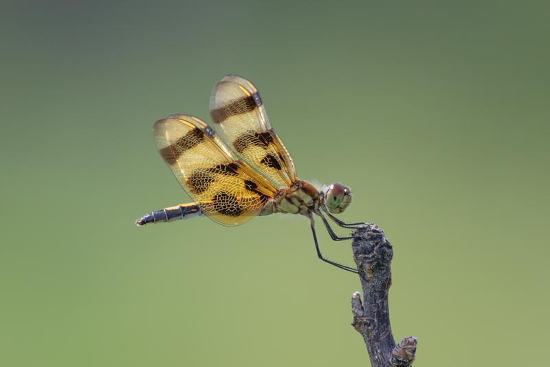 Photo of Halloween Pennant