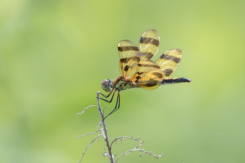 Photo of Halloween Pennant