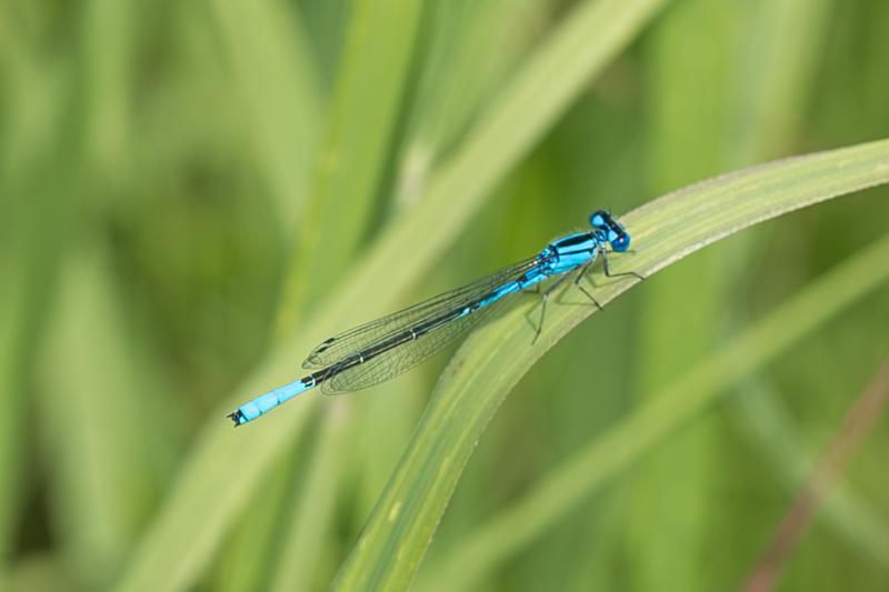 Photo of Azure Bluet