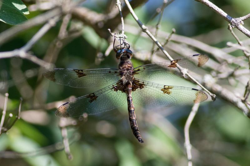 Photo of Prince Baskettail