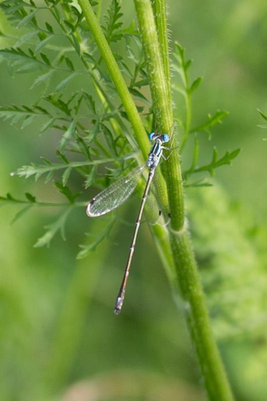 Photo of Slender Spreadwing