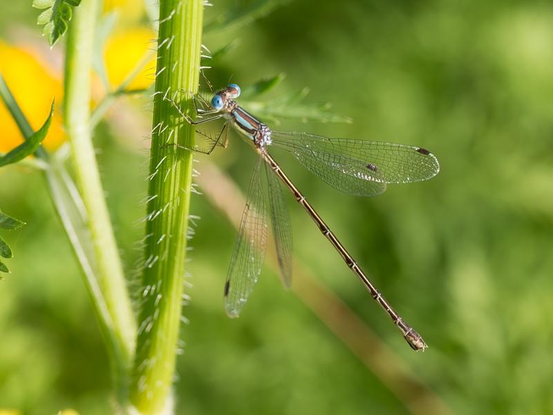 Photo of Slender Spreadwing