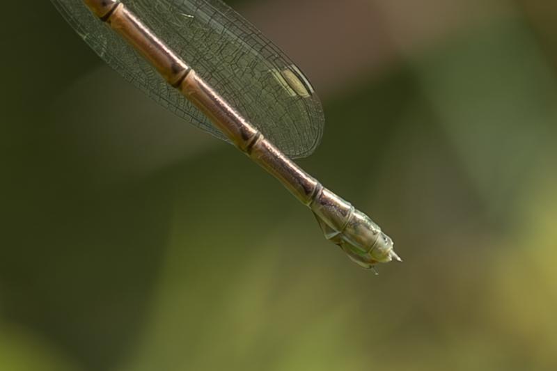 Photo of Spotted Spreadwing