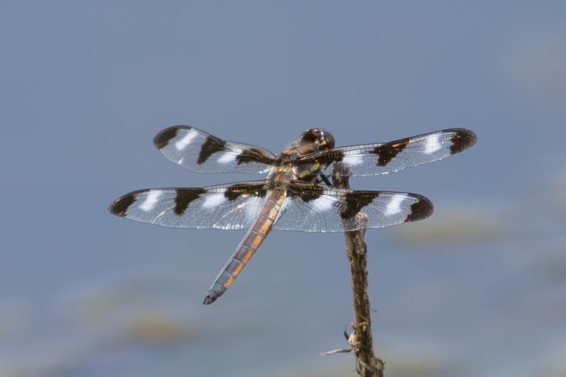 Photo of Twelve-spotted Skimmer