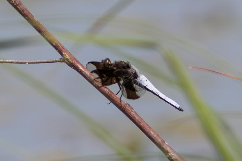 Photo of Widow Skimmer