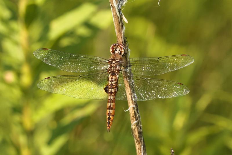 Photo of Spot-winged Glider