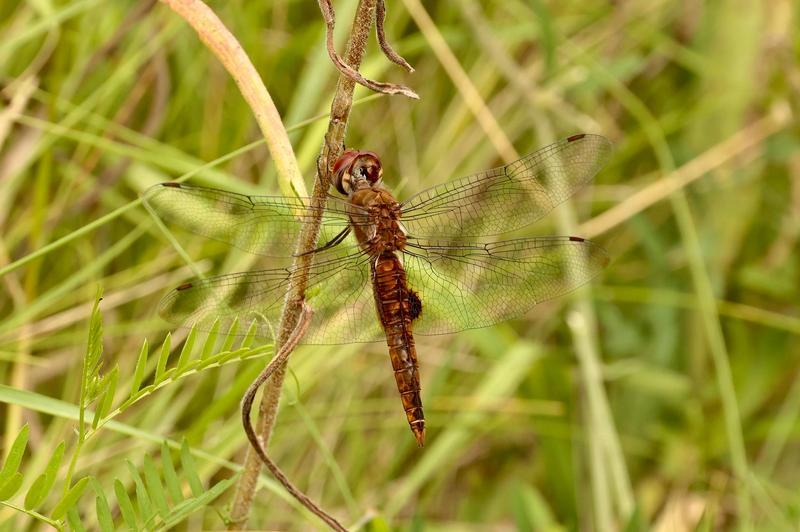 Photo of Spot-winged Glider