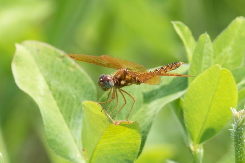 Photo of Eastern Amberwing