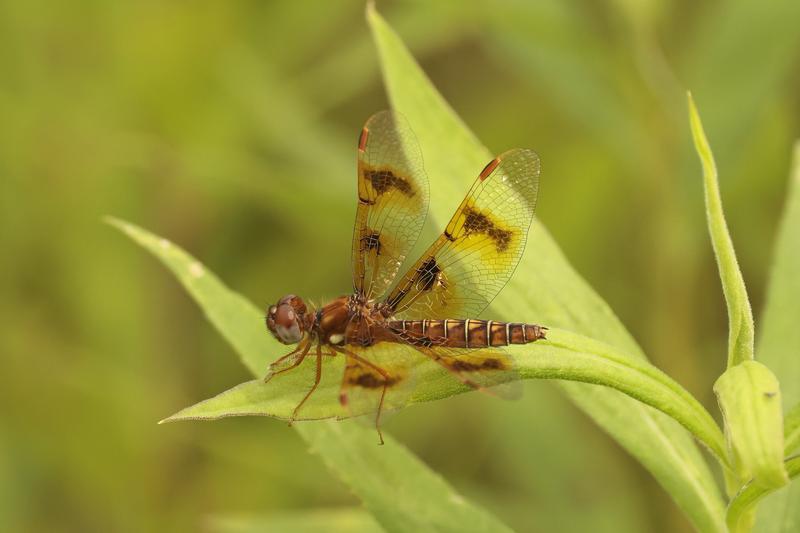 Photo of Eastern Amberwing