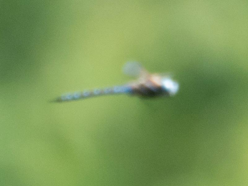 Photo of Blue-eyed Darner