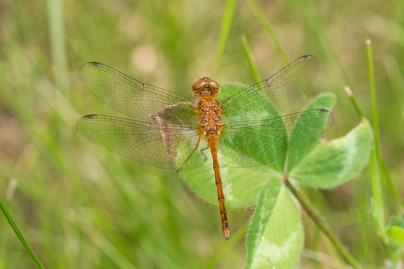 Photo of Autumn Meadowhawk